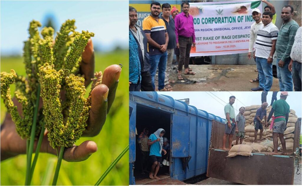 FCI procures finger millet from Koraput and Nabarangpur